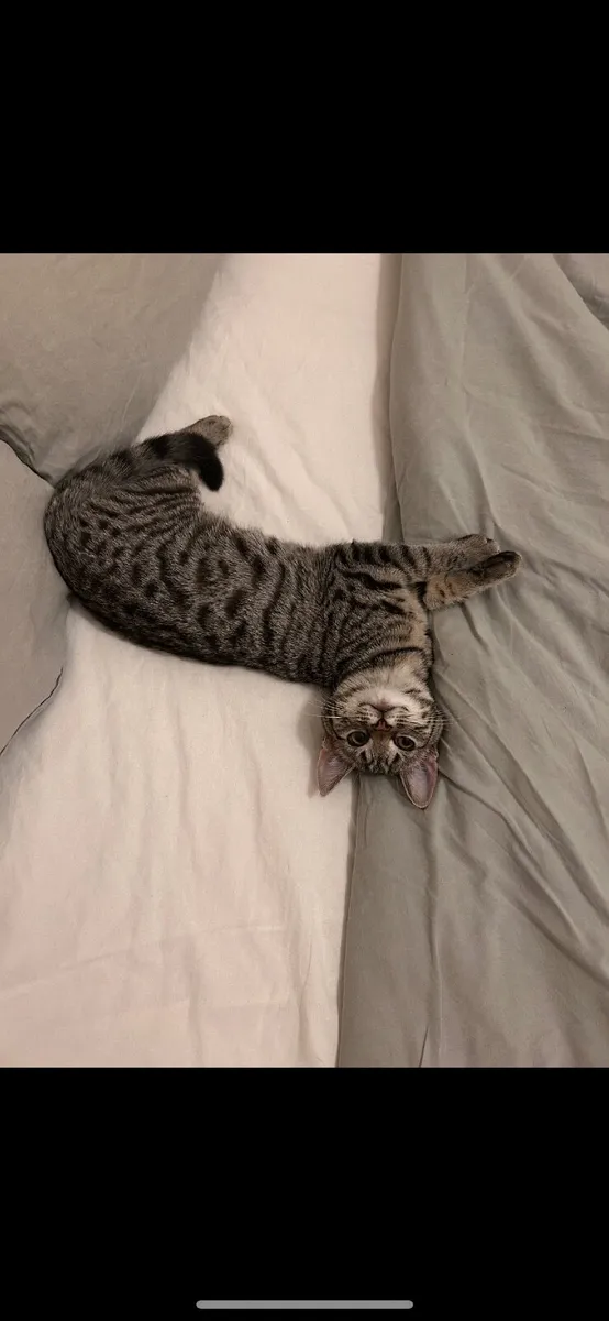 Young cat - Image 3