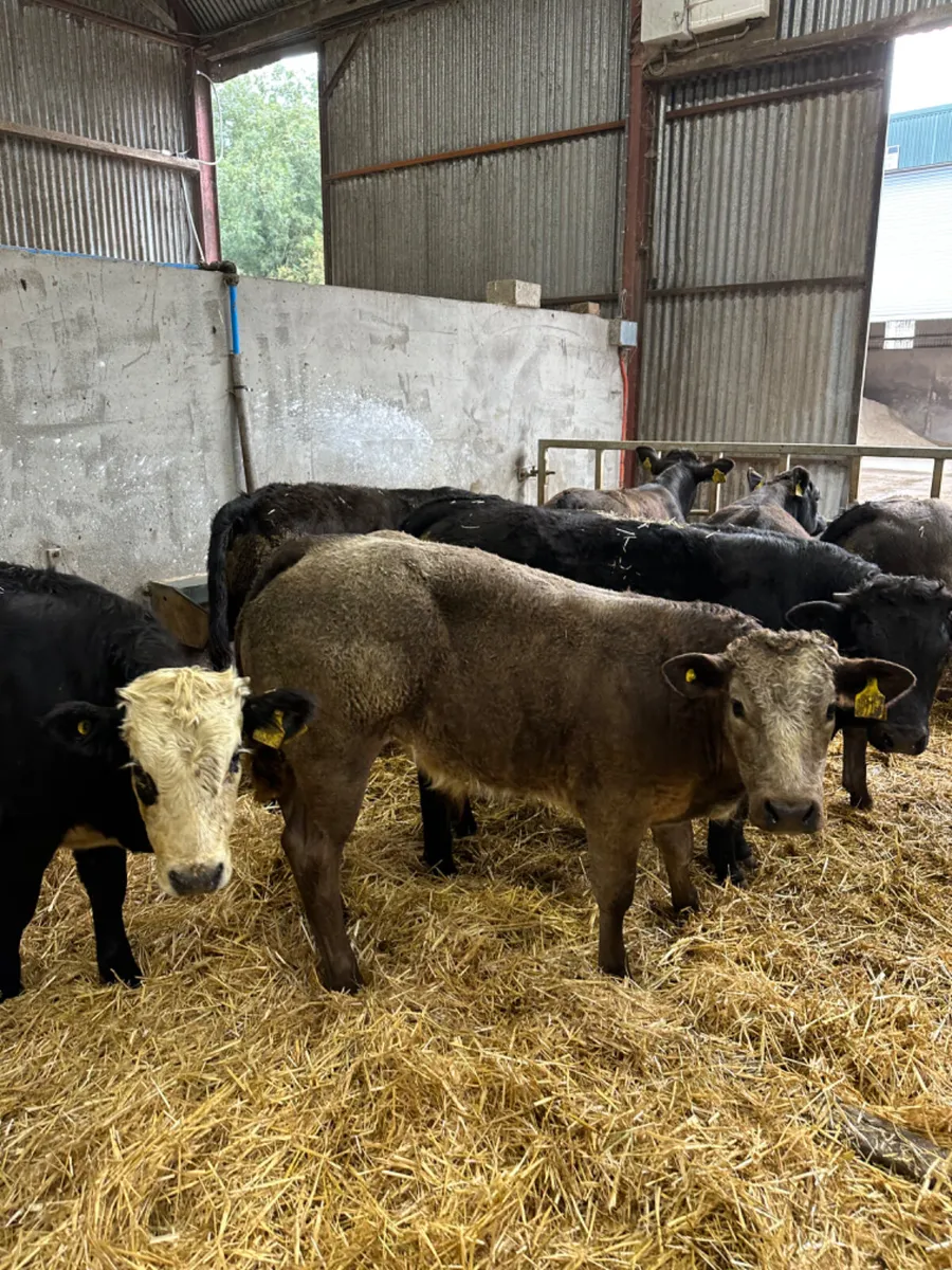 U and E grade bulls - Image 2