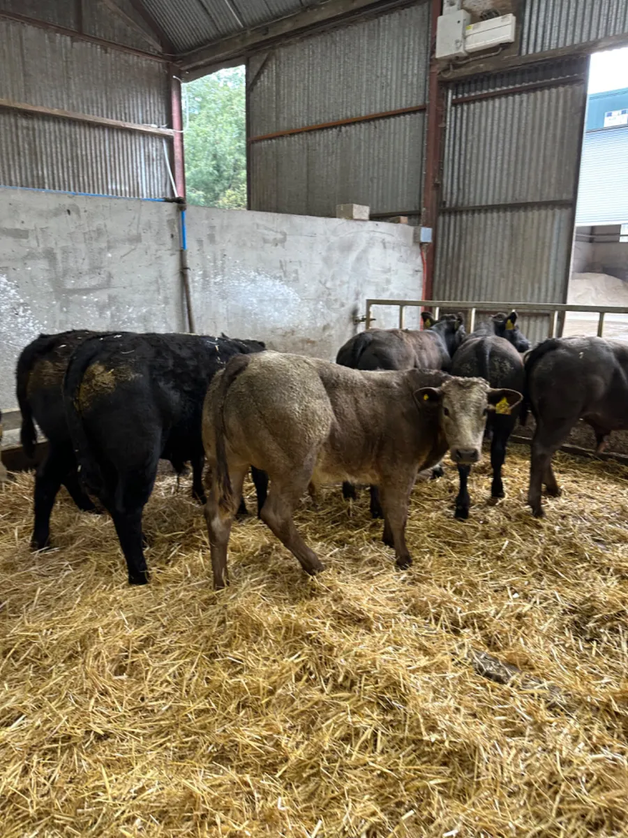 U and E grade bulls - Image 1
