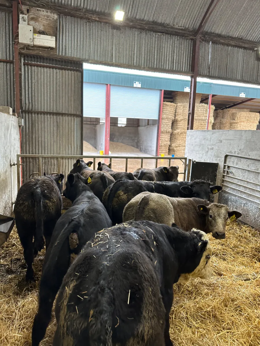 U and E grade bulls - Image 3