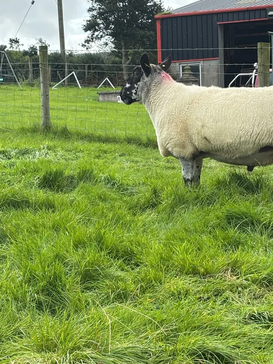 PB Milford Rams & Suftex & Texel Cross - Image 1