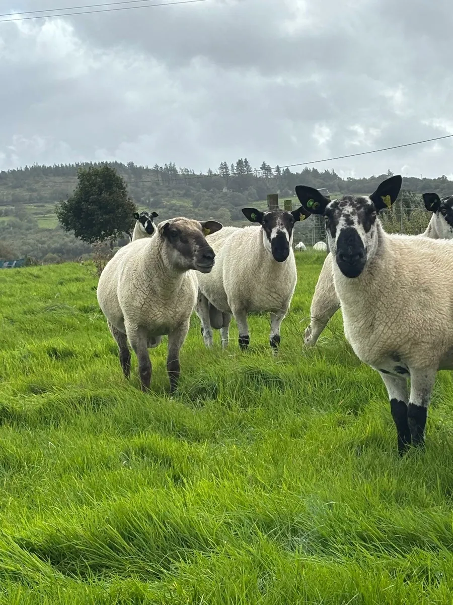 PB Milford Rams & Suftex & Texel Cross - Image 2
