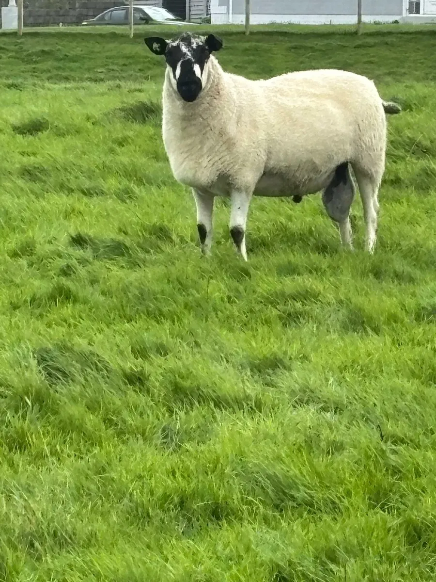 PB Milford Rams & Suftex & Texel Cross - Image 4