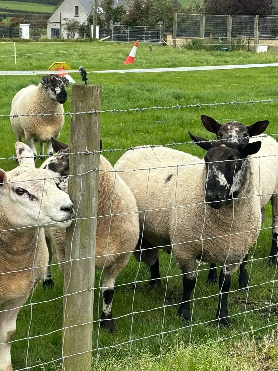 PB Milford Rams & Suftex & Texel Cross - Image 1