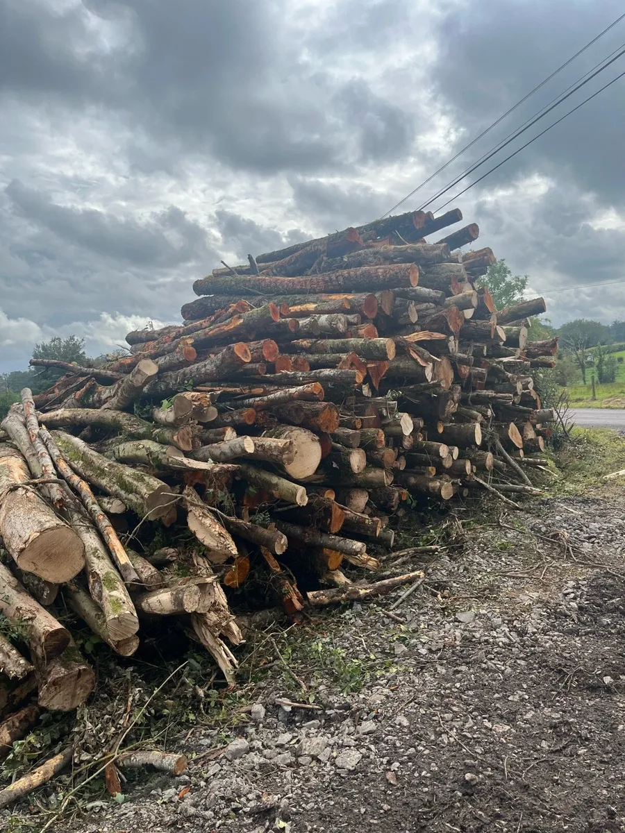 Firewood - Image 2