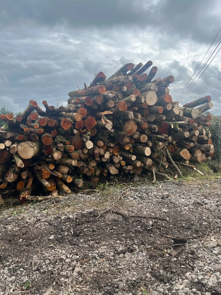 Firewood - Image 3