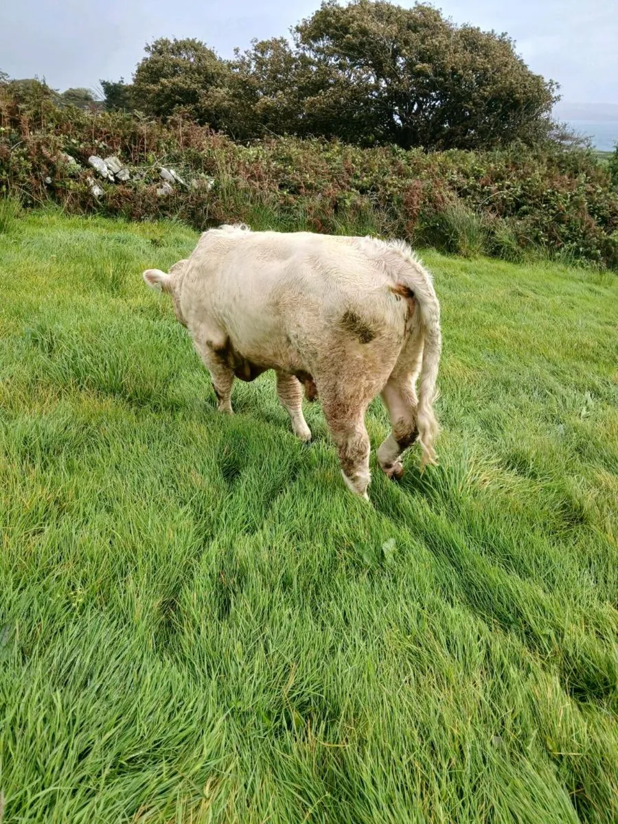 Weanling - Image 3