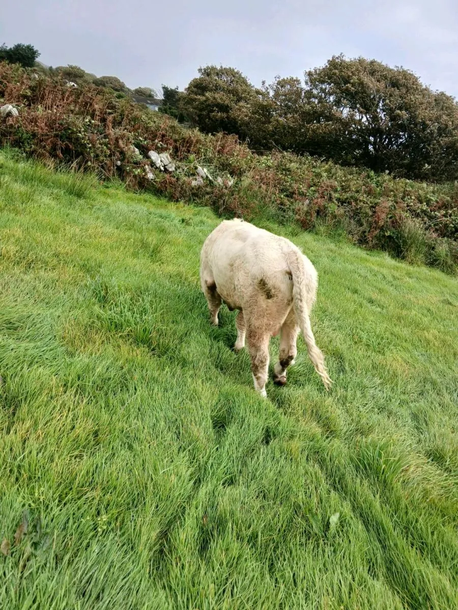 Weanling - Image 4