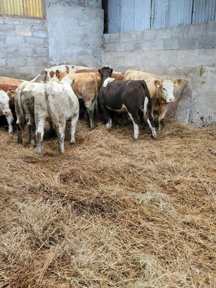 14 Continental Heifer Weanlings - Image 1
