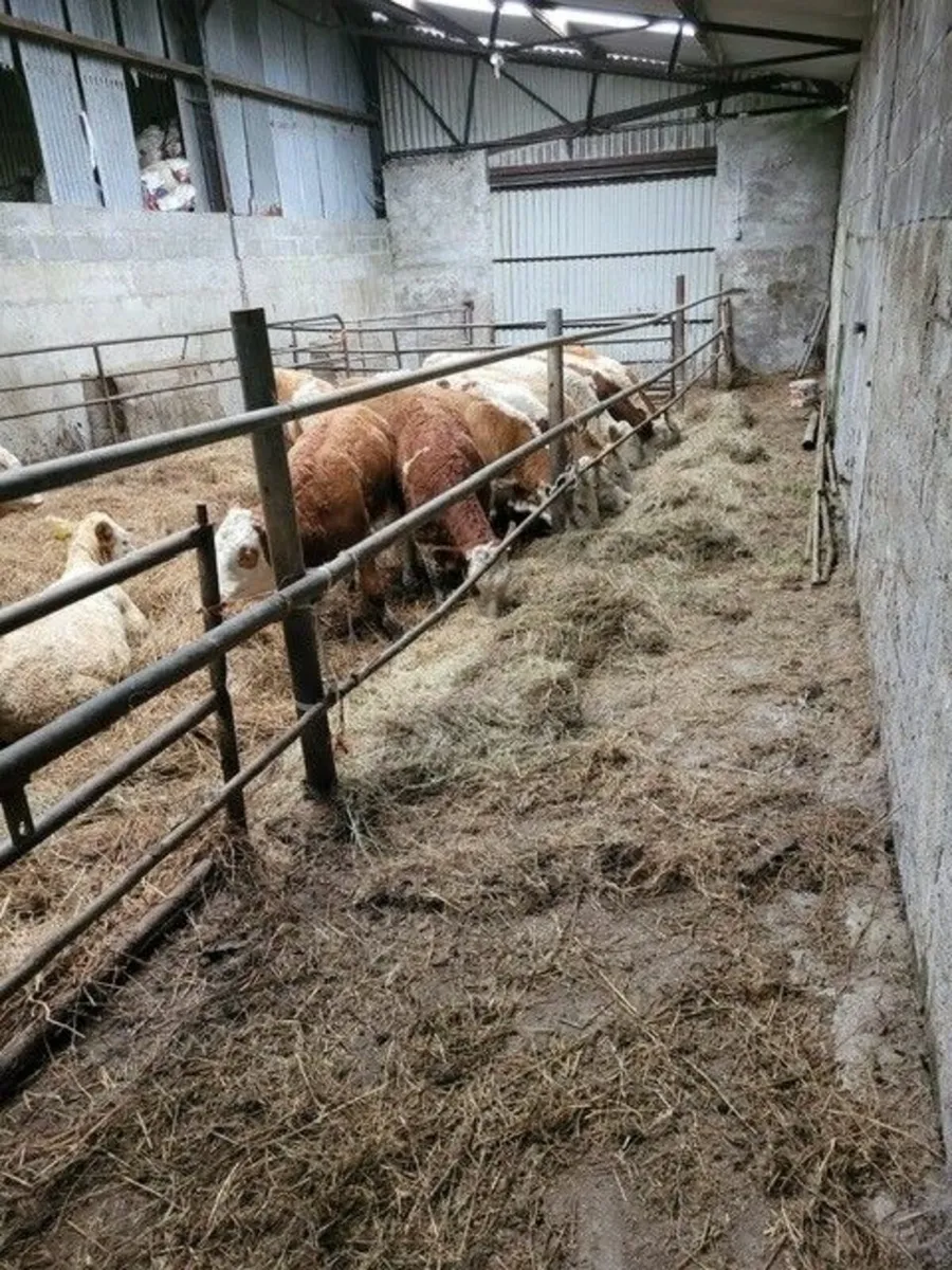 14 Continental Heifer Weanlings - Image 2