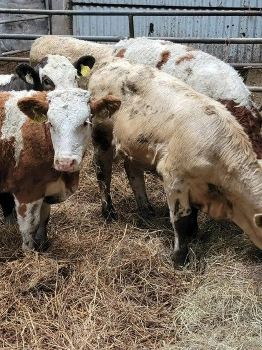 14 Continental Heifer Weanlings - Image 3