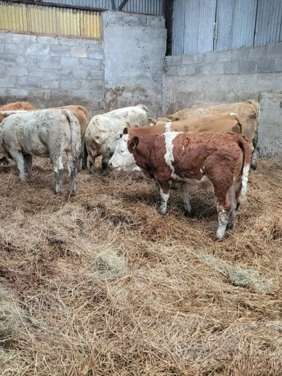 14 Continental Heifer Weanlings - Image 4
