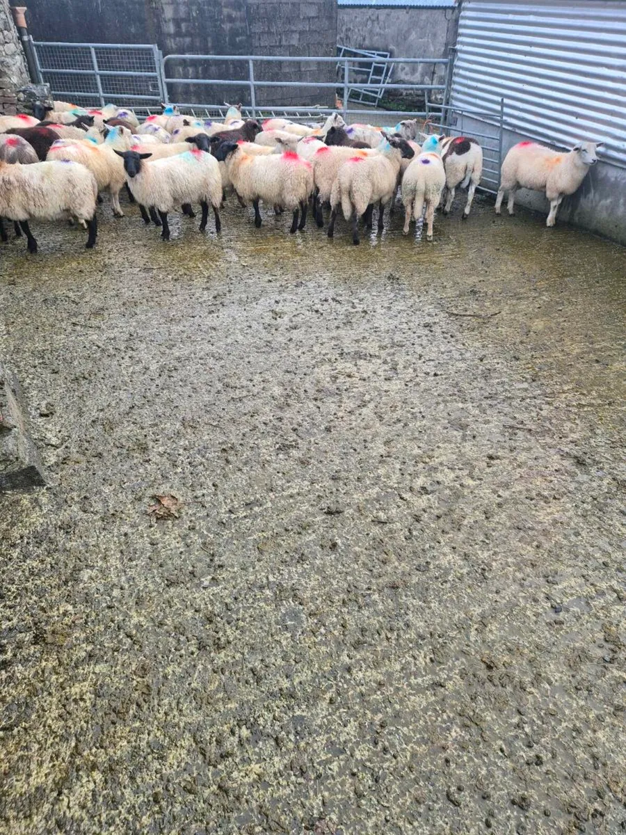 Organic lambs - Image 1