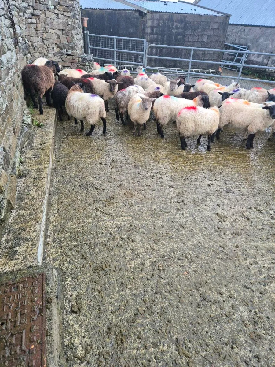 Organic lambs - Image 2