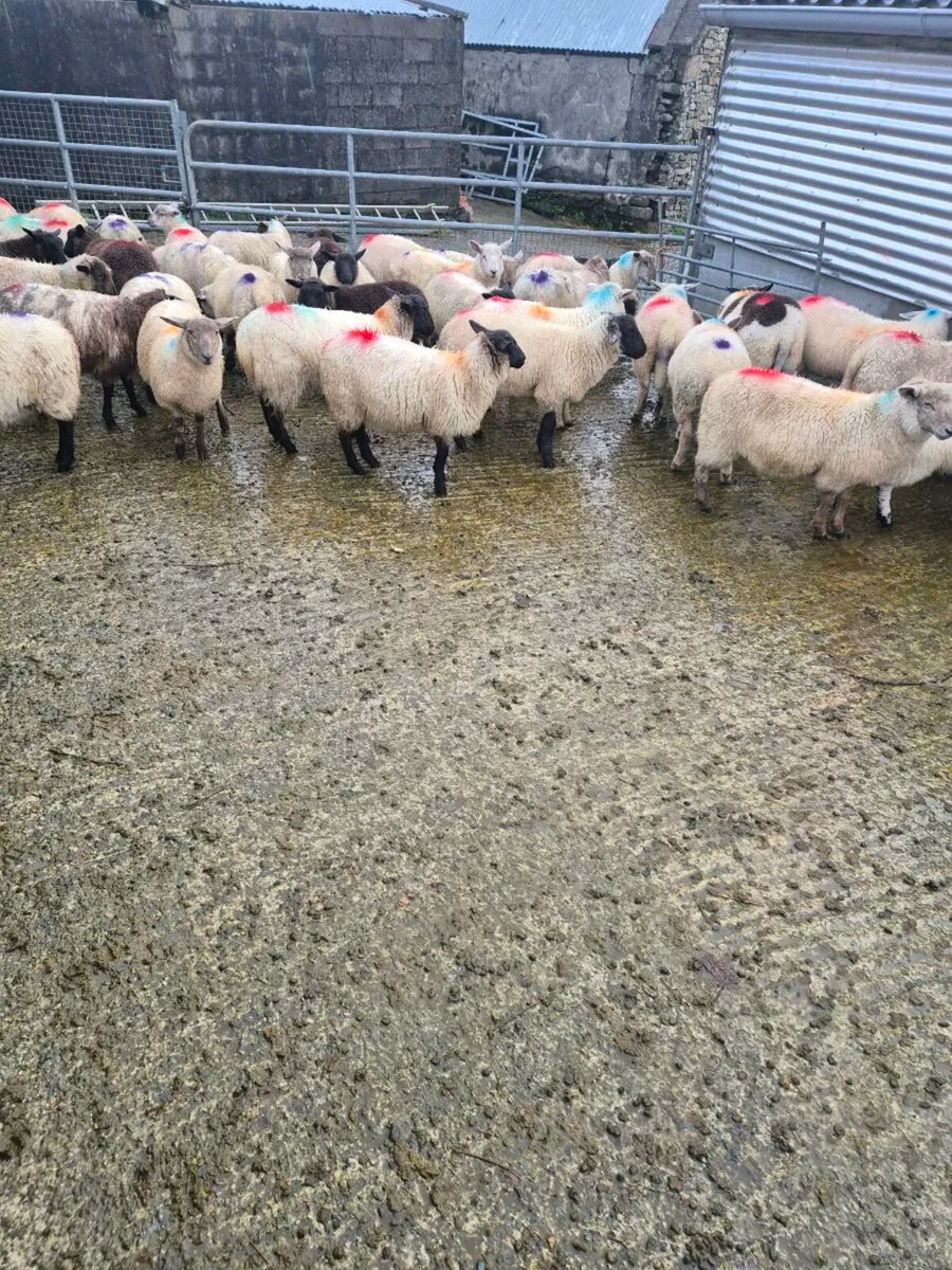 Organic lambs - Image 3