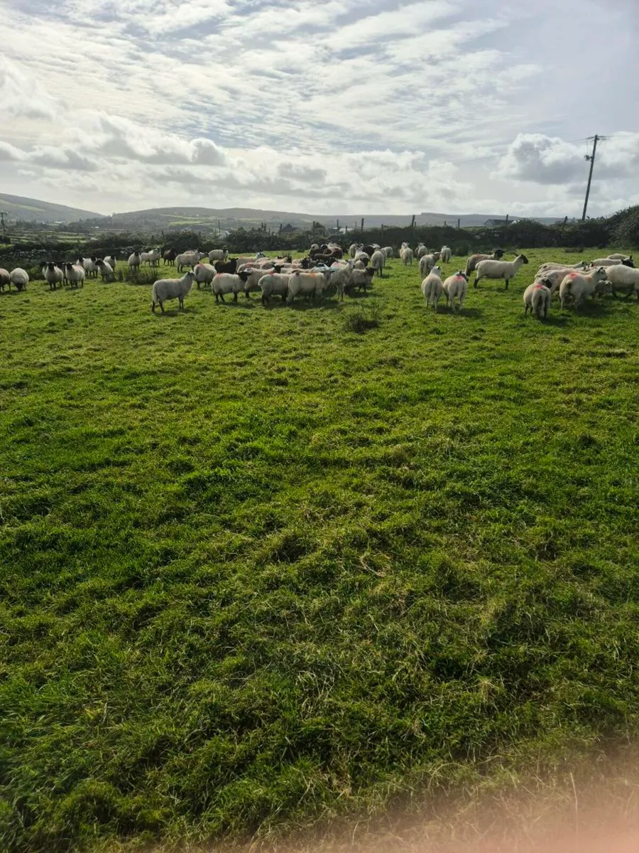 Organic lambs - Image 4