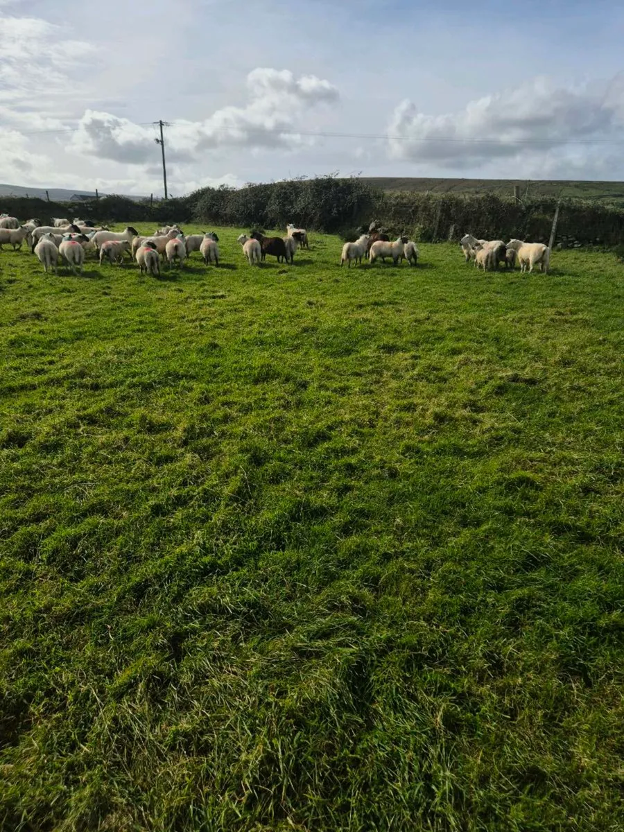 Ewe lambs - Image 3