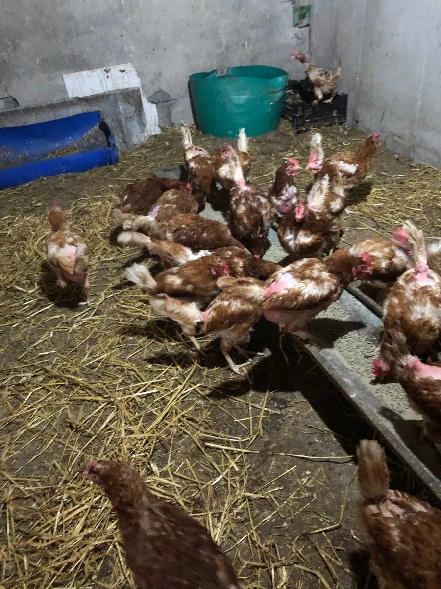 Loman Hens - Image 1