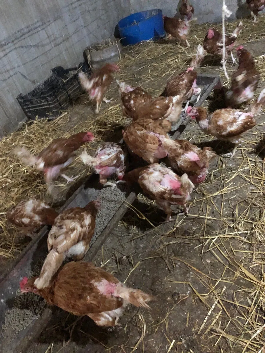Loman Hens - Image 2