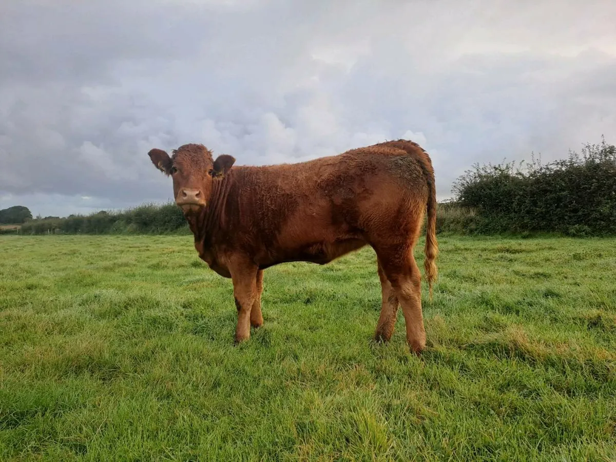 Breeding Heifer for sale - Image 1