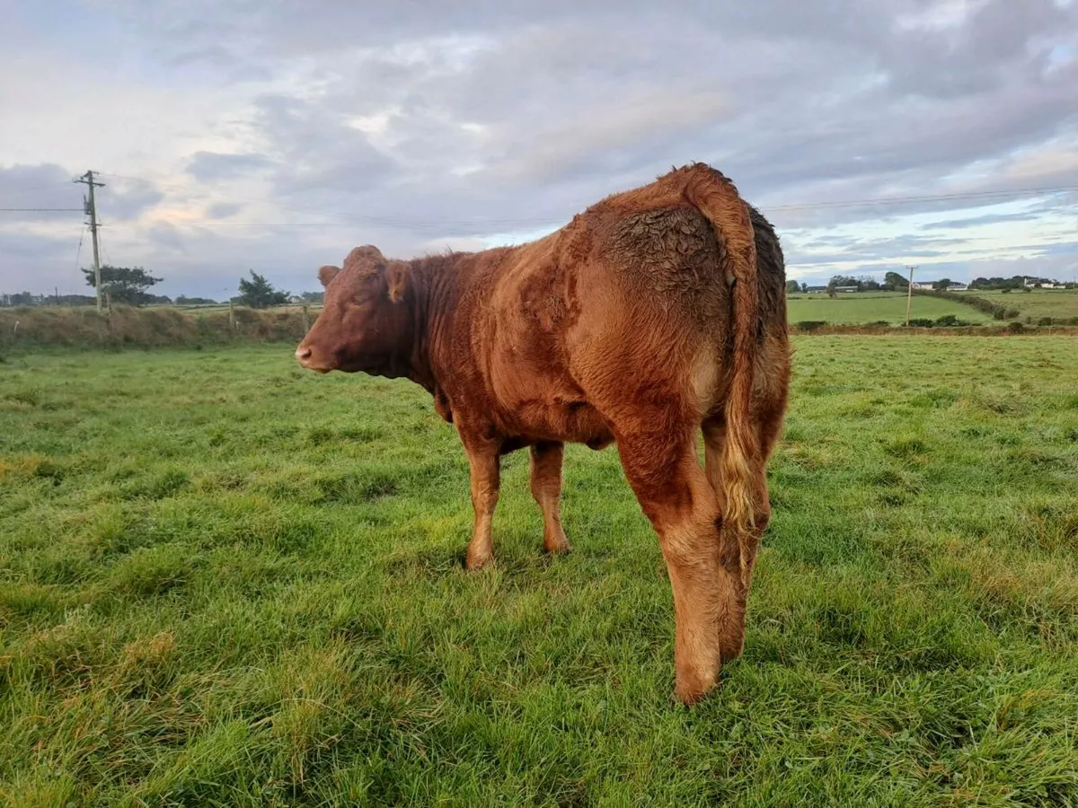 Breeding Heifer for sale - Image 2
