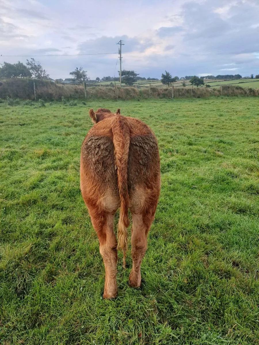 Breeding Heifer for sale - Image 3