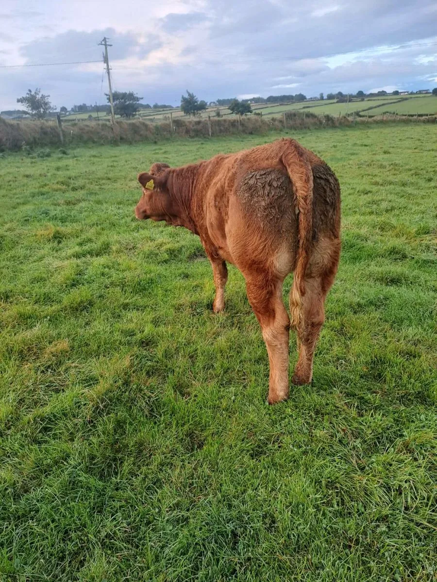 Breeding Heifer for sale - Image 4
