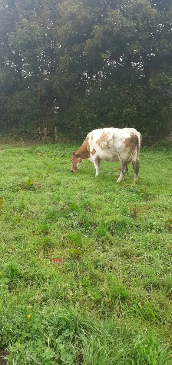 Limousine cow - Image 1