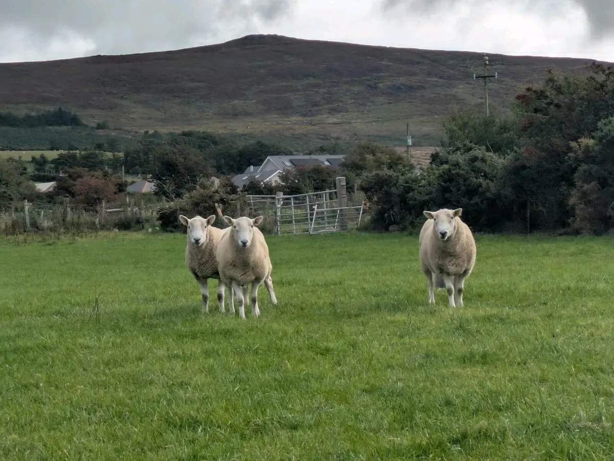 Cheviot - Image 2