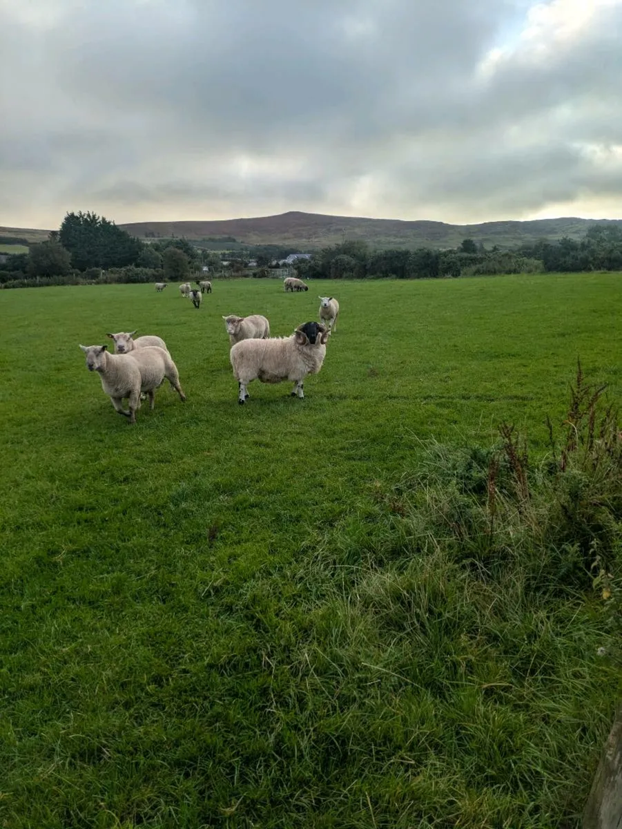 Cheviot - Image 4