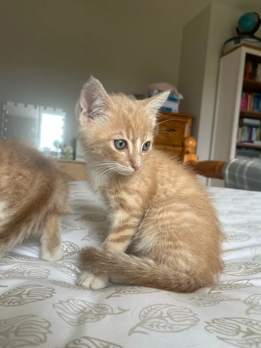 2 Gorgeous play full kittens - Image 1