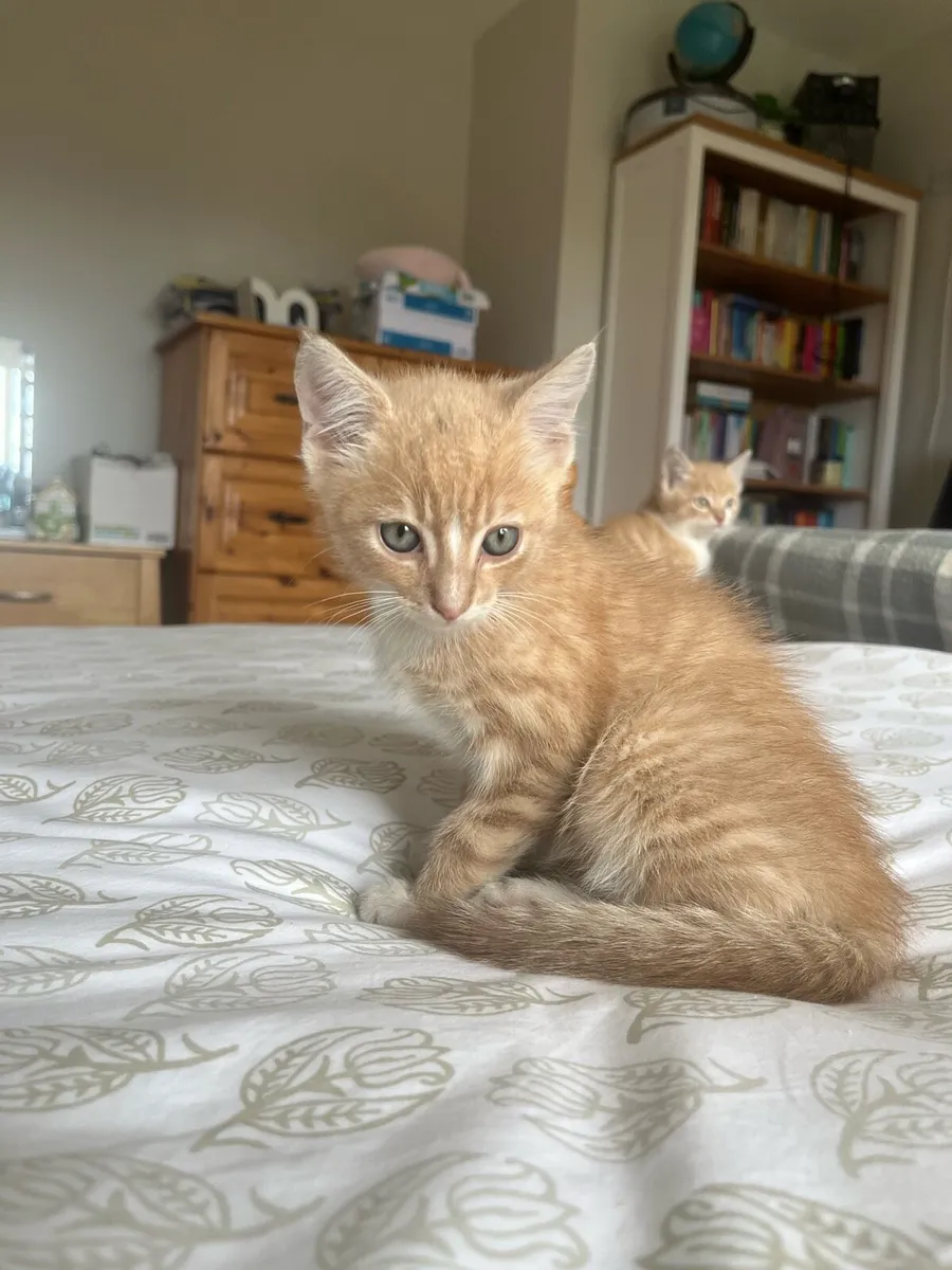 2 Gorgeous play full kittens - Image 2