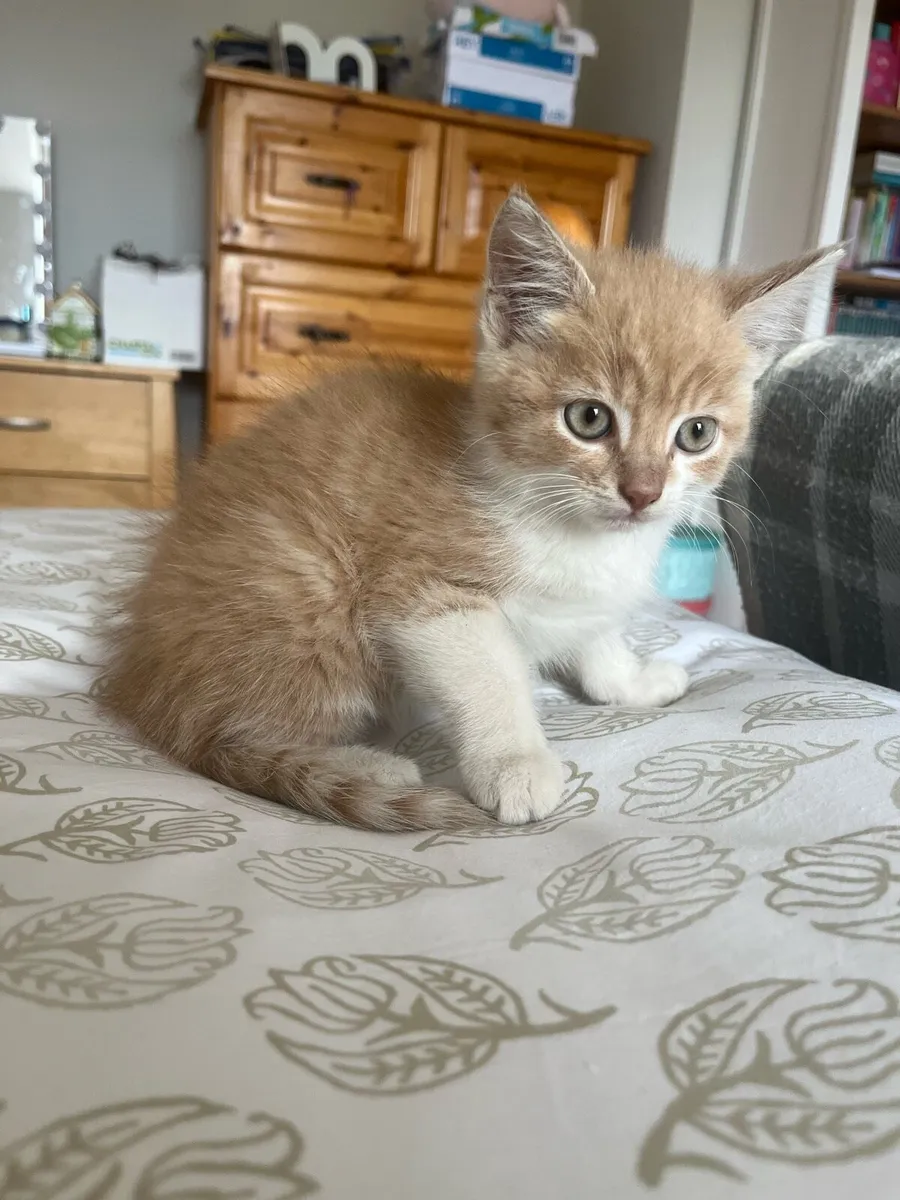 2 Gorgeous play full kittens - Image 3