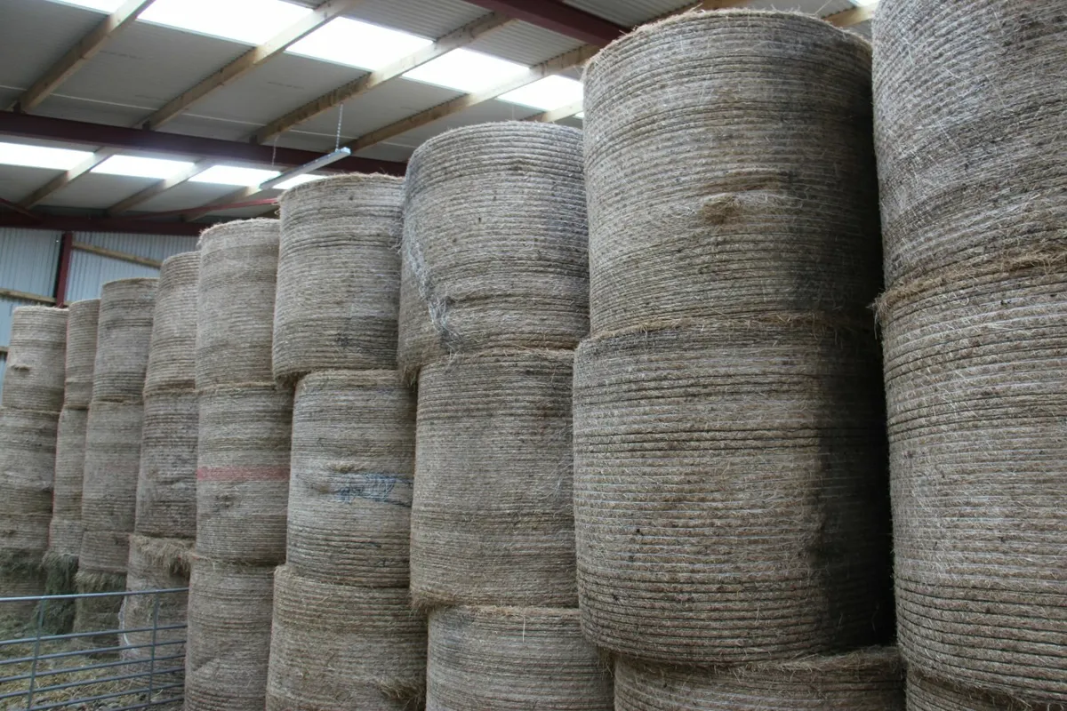 GOOD QUALITY GREEN HAY