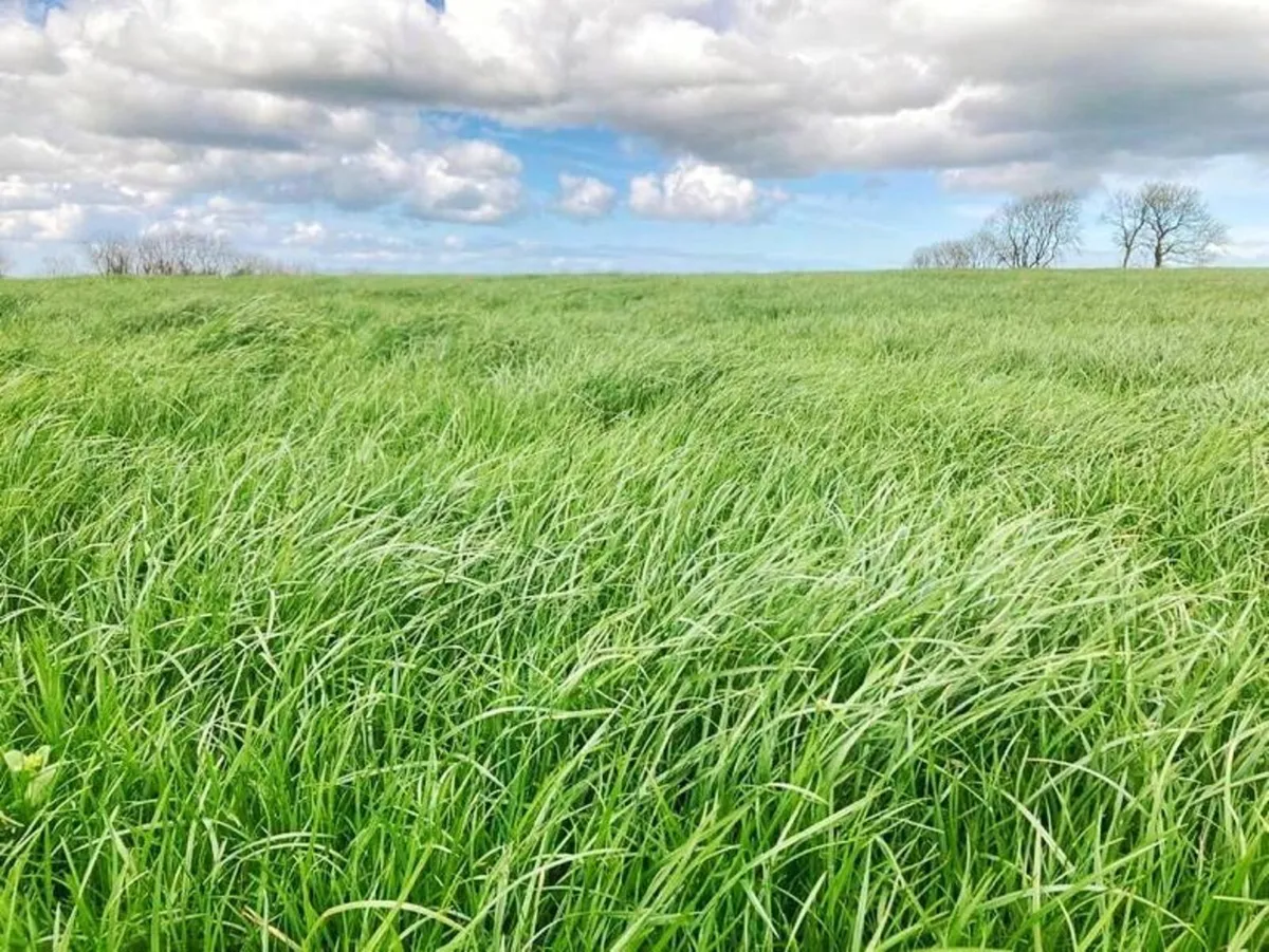 Grass