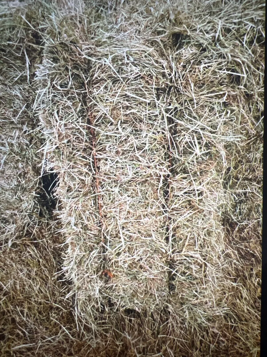 Square bales of hay and straw - Image 3