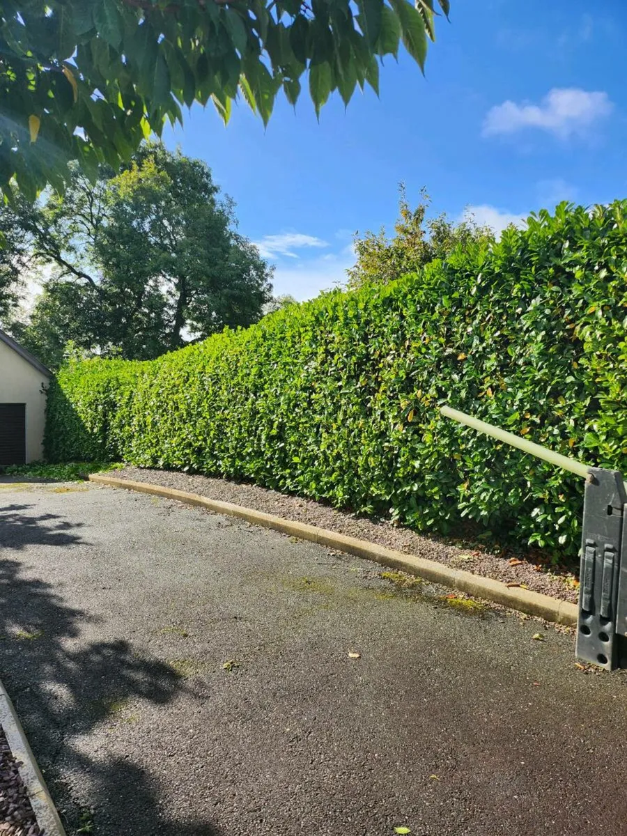 Garden clearance and hedge cutting - Image 4