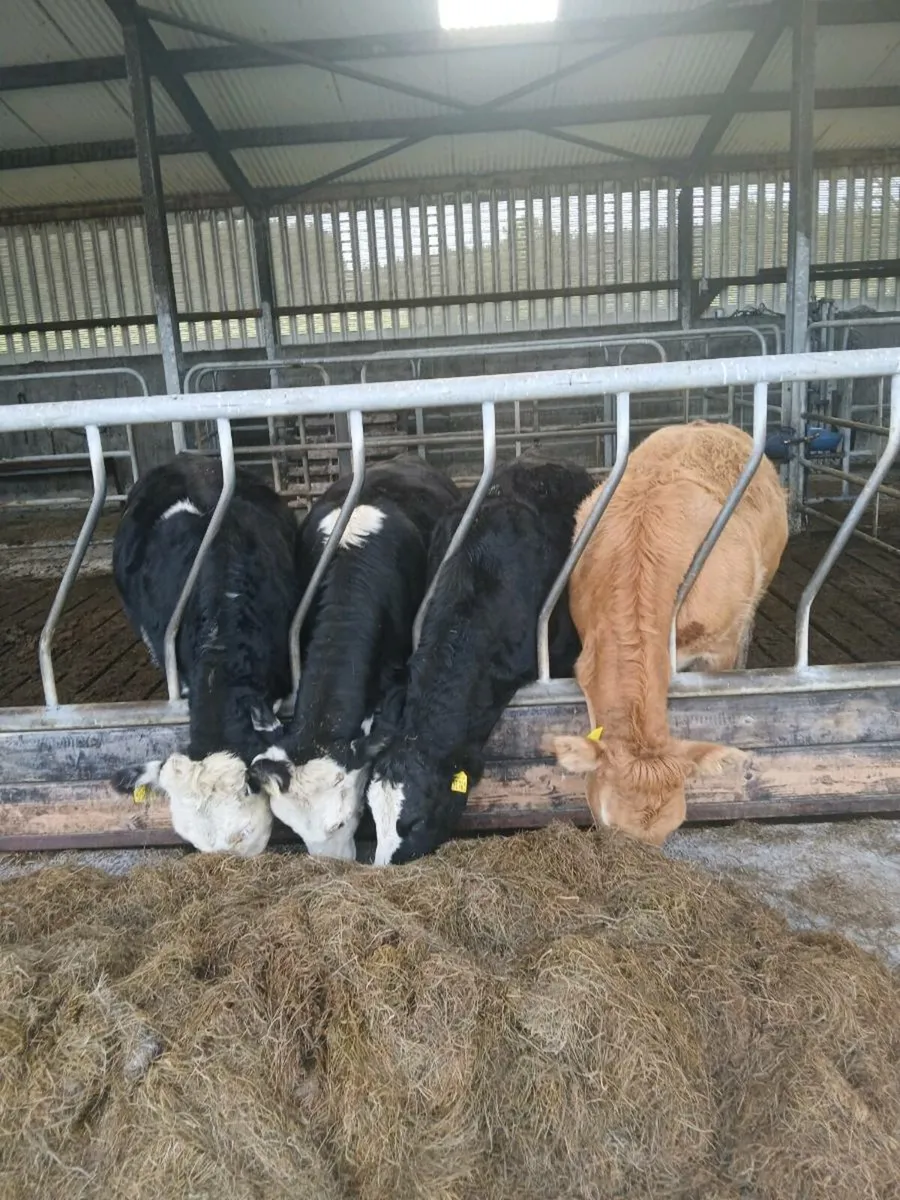 4 heiffer,s - Image 1