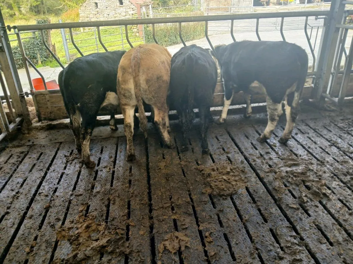 4 heiffer,s - Image 2