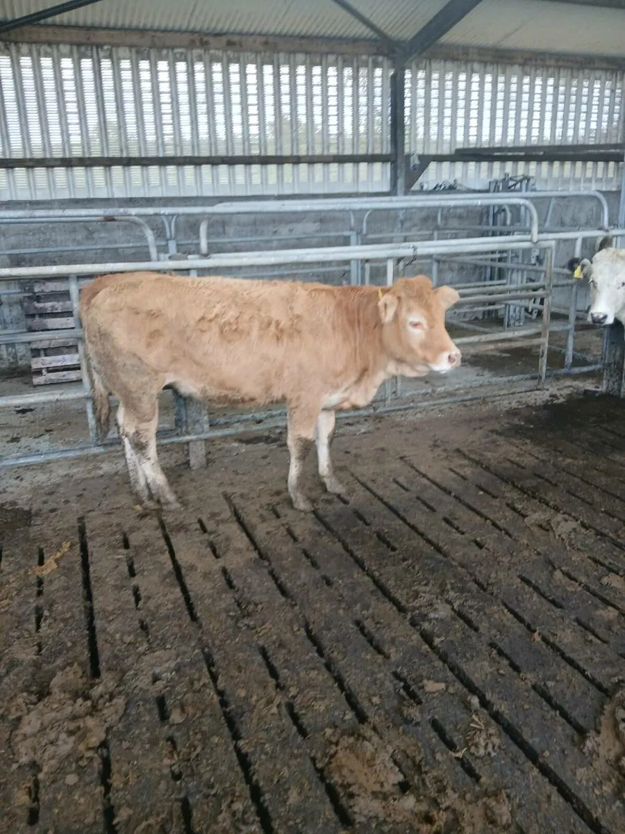 4 heiffer,s - Image 4