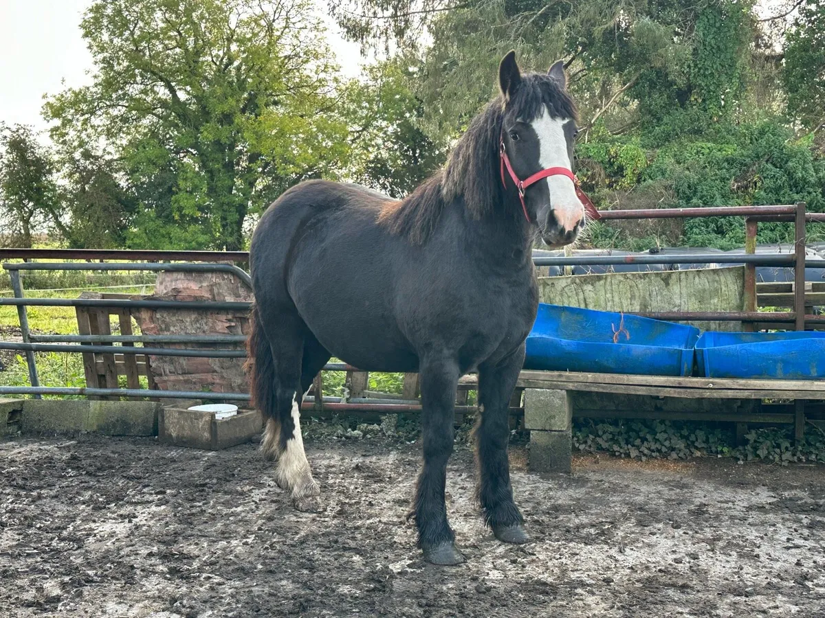 3 year old unbroken gelding