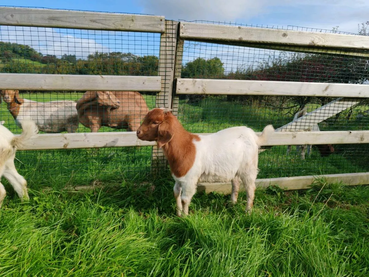Boar goat - Image 1