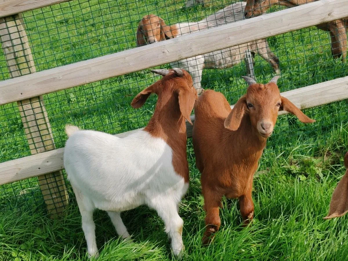 Boar goat - Image 4