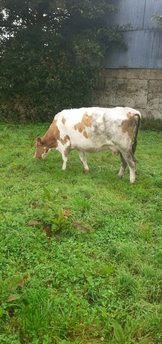 Limousine cow - Image 2