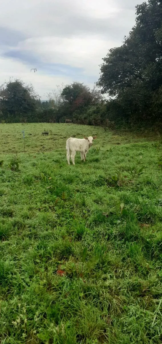 Limousine cow - Image 4