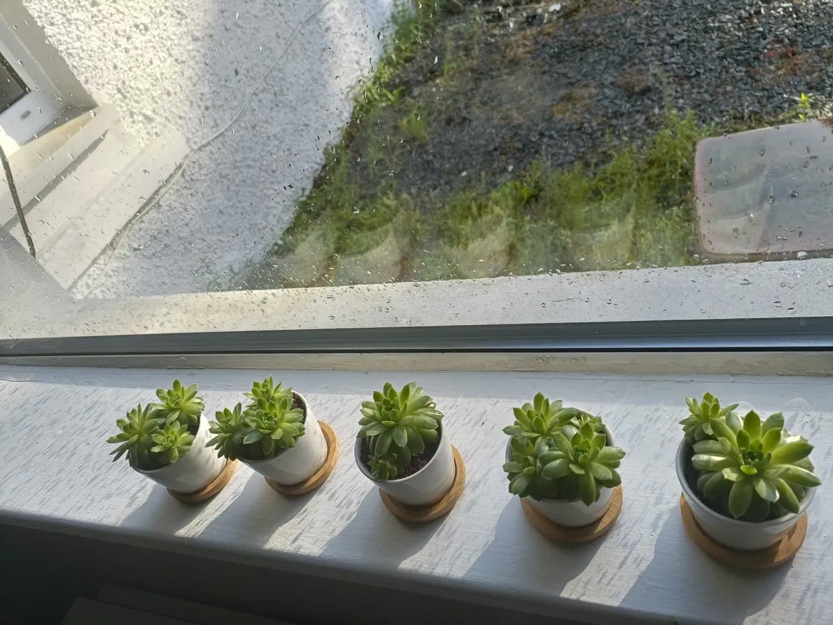 Plants - Image 1
