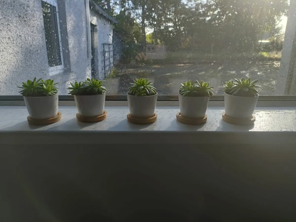 Plants - Image 2