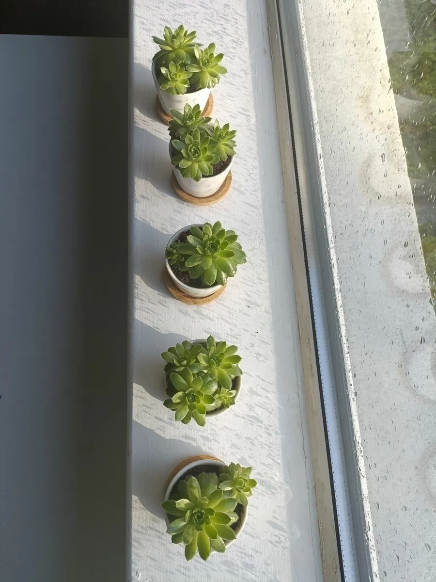 Plants - Image 3