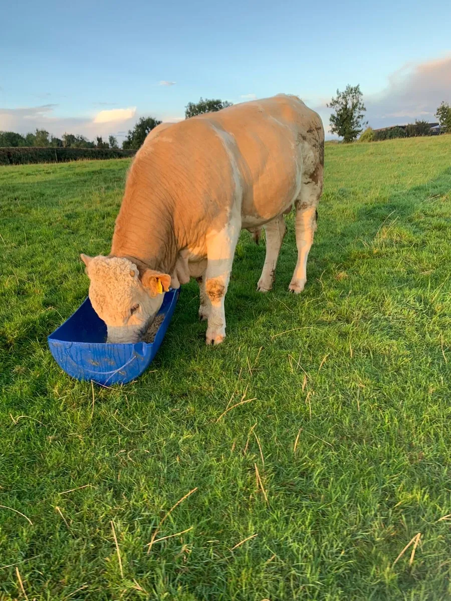 16 month old Simmental teaser bull