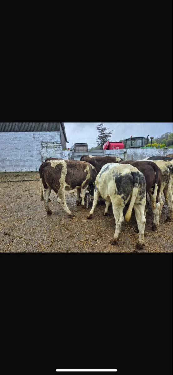 Simmental and blue heifers - Image 2